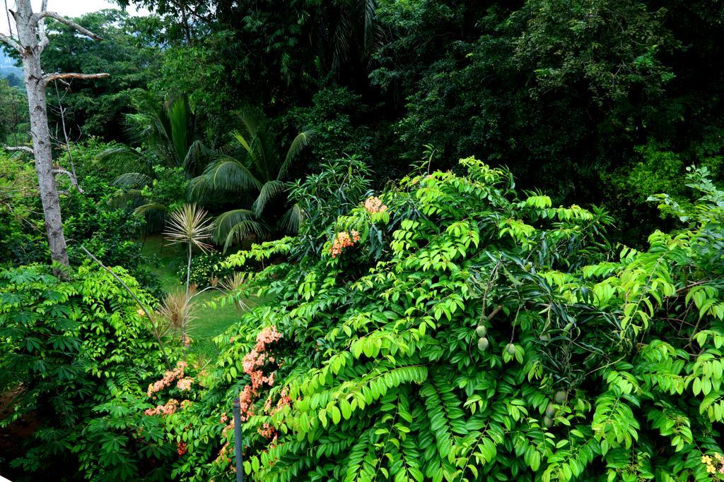 Nivahana Homestay Kandy Extérieur photo